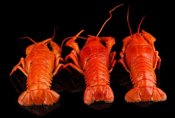 Smakelijke gekookte rivierkreeftjes geïsoleerd op zwart — Stockfoto