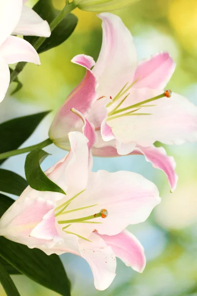 Beautiful lily on bright background — Stock Photo, Image