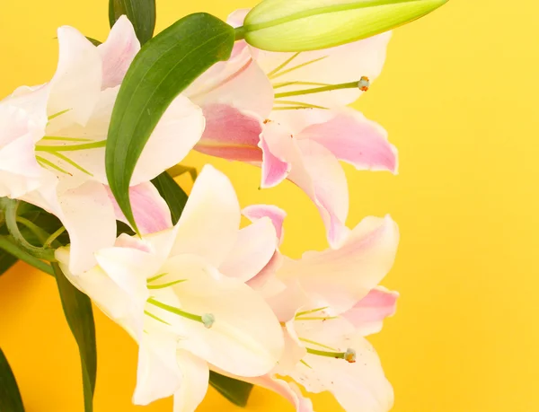 Piękne lilia na żółtym tle — Zdjęcie stockowe