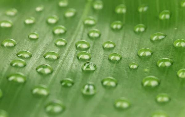 Groene blad met water druppels dicht omhoog — Stockfoto