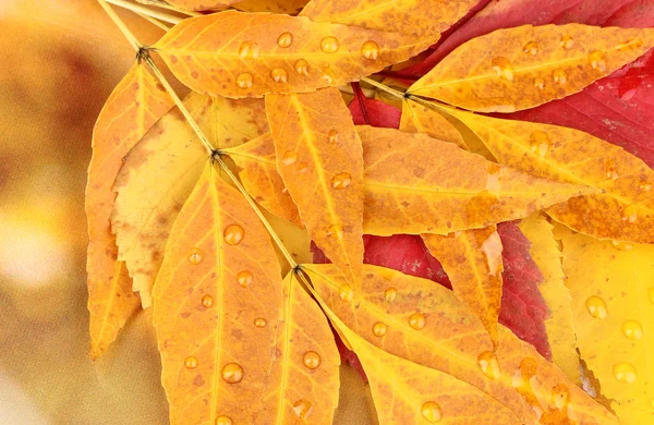 Leaves and rain drops — Stock Photo, Image