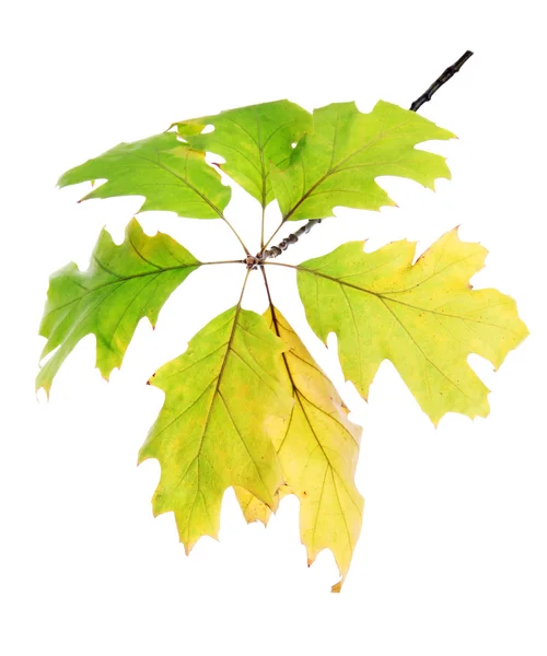 与秋天的黄色树叶，孤立在白色橡木的那枝小树枝 — 图库照片