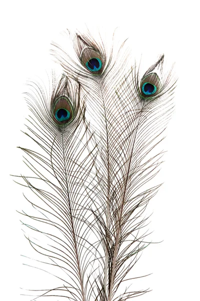 Peacock Feathers on white background — Stock Photo, Image