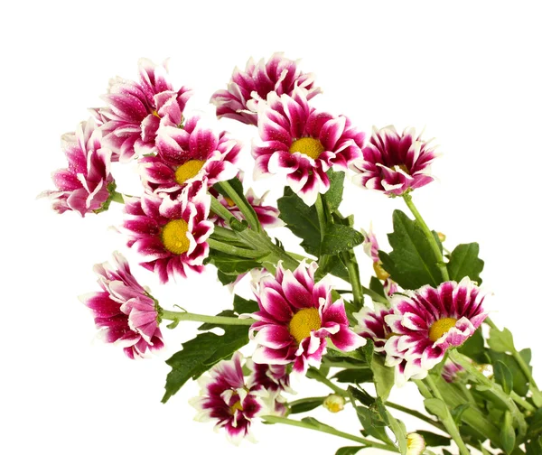 Branch of beautiful purple chrysanthemums on white background close-up — Stock Photo, Image