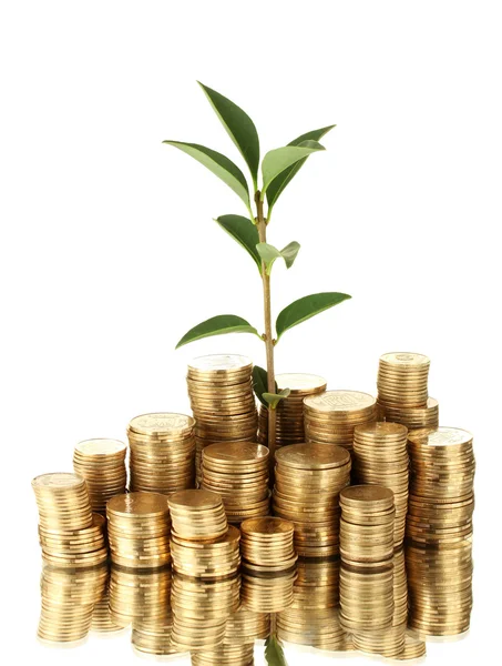 Plant growing out of gold coins isolated on white — Stock Photo, Image