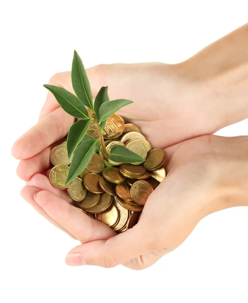 Woman's hands are holding a money tree on white background close-up — Stock Photo, Image