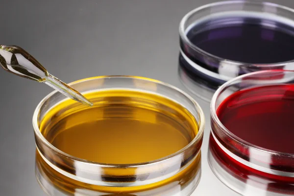 Color liquid in petri dishes on grey background — Stock Photo, Image