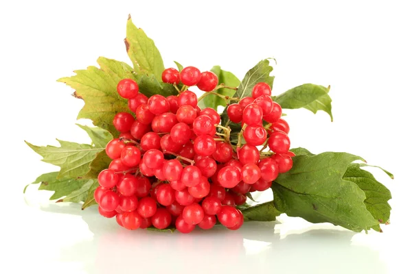 Zweig von reifem Viburnum isoliert auf weiß — Stockfoto