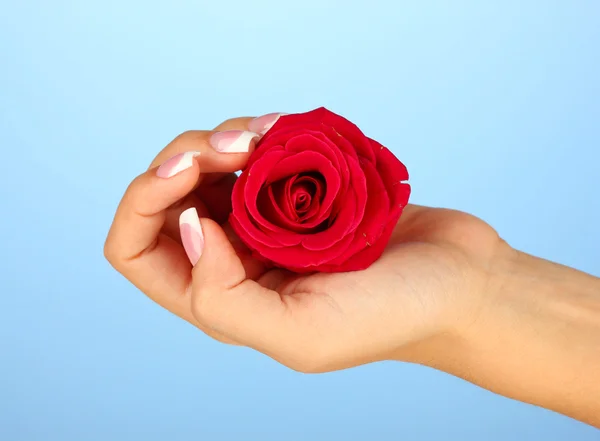 Червона троянда з рукою жінки на синьому фоні — стокове фото