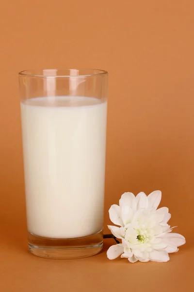 Glas verse nieuwe melk met witte bloem op bruine achtergrond — Stockfoto