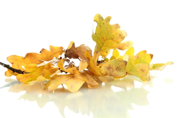 Twig of oak with autumn yellow leaves, isolated on white — Stock Photo, Image
