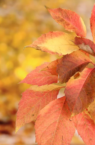 Hojas brillantes de otoño, sobre fondo amarillo —  Fotos de Stock