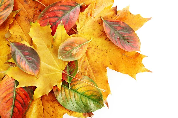 Hojas de otoño brillantes, aisladas en blanco — Foto de Stock