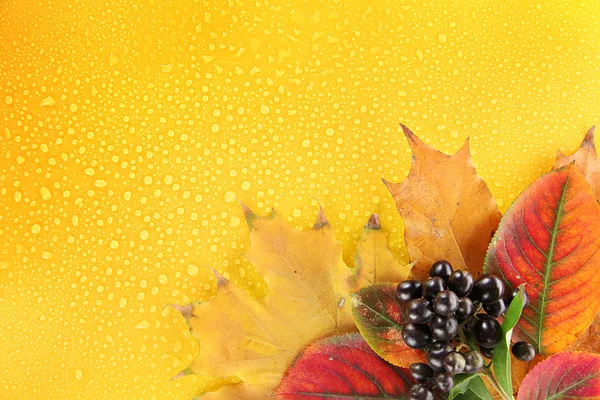 Bright autumn leaves and wild berries on yellow background — Stock Photo, Image