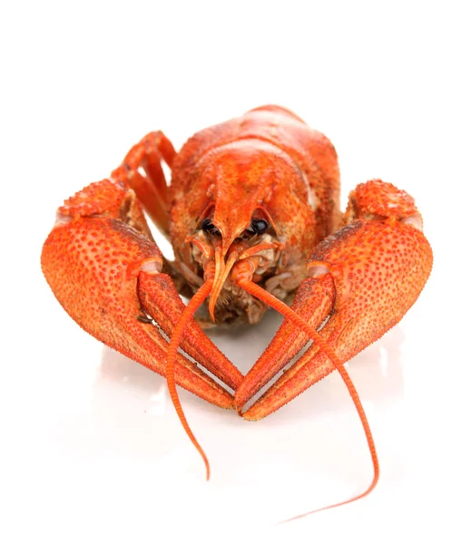 Tasty boiled crayfish isolated on white — Stock Photo, Image