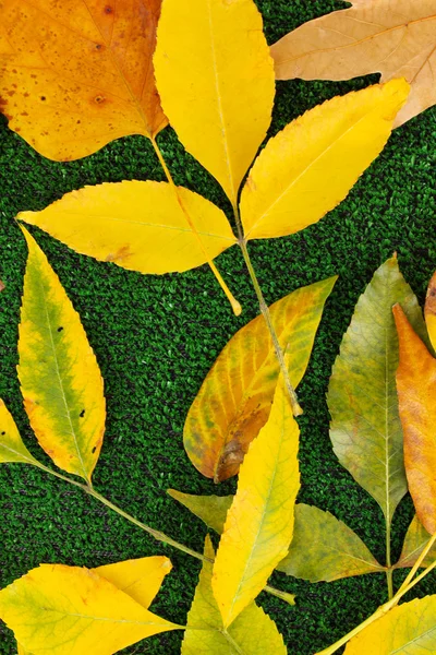Komposisi dari daun musim gugur kuning pada latar belakang rumput — Stok Foto