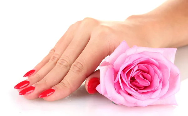 Woman hands with flower isolated on white — Stock Photo, Image