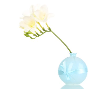 güzel Frezya aranjman beyaz izole