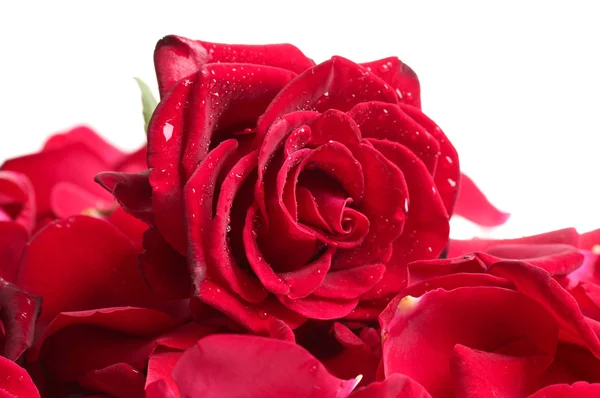 Bella rosa rossa e petali isolati su bianco — Foto Stock