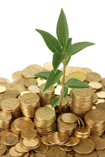 Plant groeit uit gouden munten op witte achtergrond close-up — Stockfoto