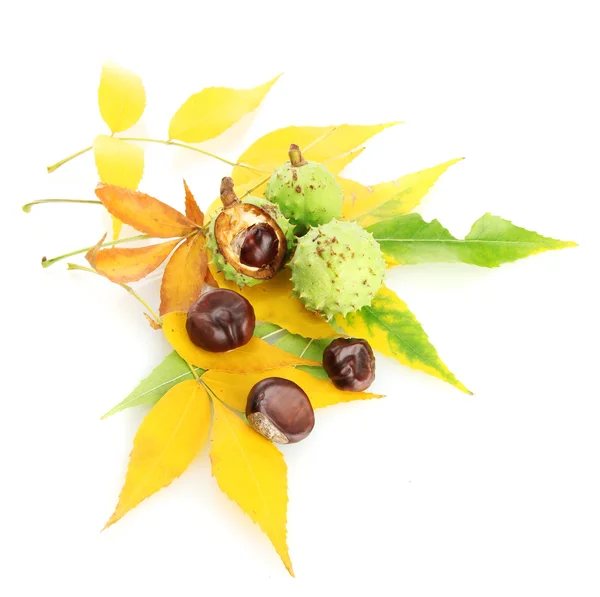 Chestnuts with autumn dried leaves, isolated on white — Stock Photo, Image