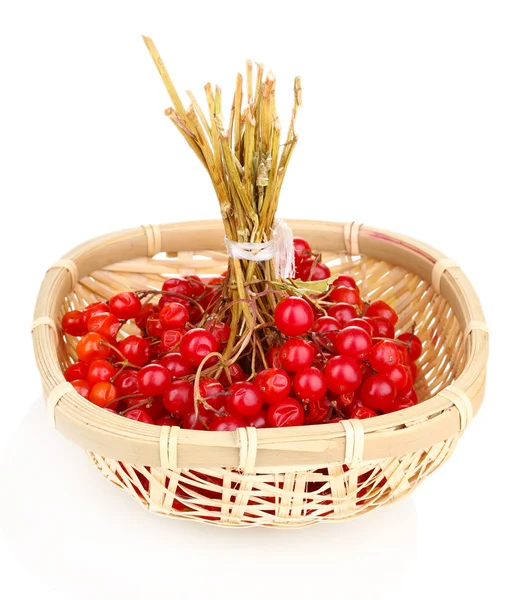 Bayas rojas de viburnum en cesta aislada sobre blanco — Foto de Stock