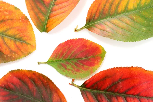 Helle Herbstblätter, isoliert auf weiß — Stockfoto