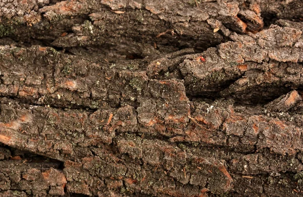 Kahverengi kabuğu arka plan — Stok fotoğraf