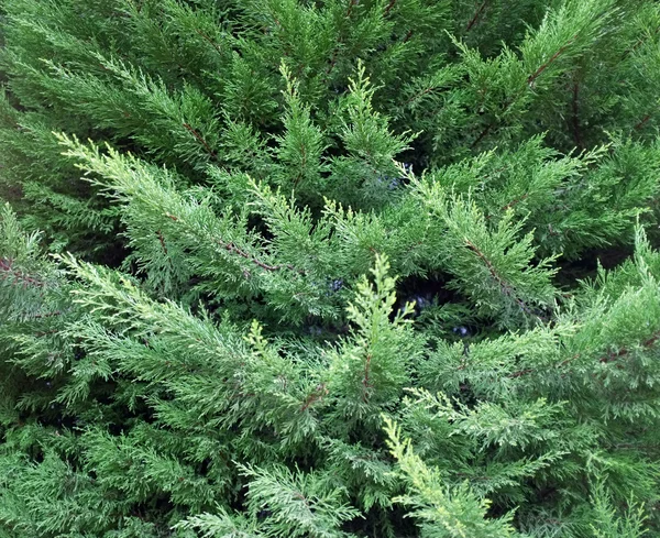 Beautiful green bush close-up — Stock Photo, Image