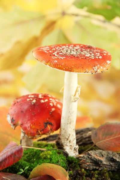 Red amanitas with moss, on autumn yellow background — Stock Photo, Image