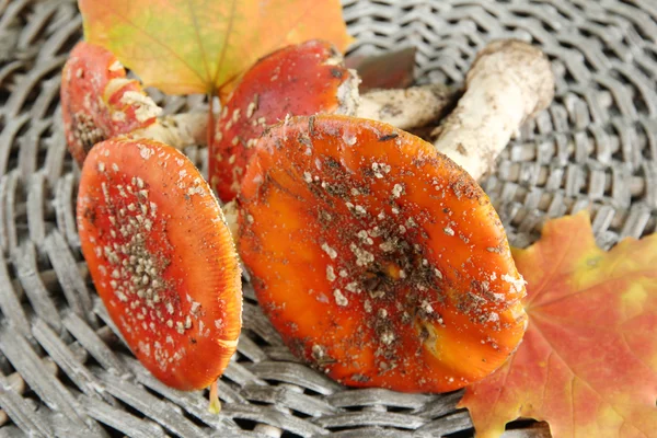 고리 버들 세공 배경에의 빨간 독 버섯의 일종 — 스톡 사진