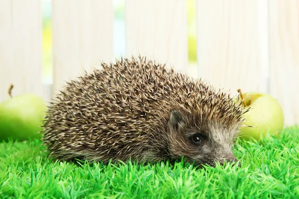 Hedgehog with apples, on grass, on fence background — Stock Photo, Image