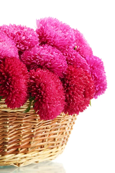 Pink aster flowers in basket, isolated on white — Stock Photo, Image