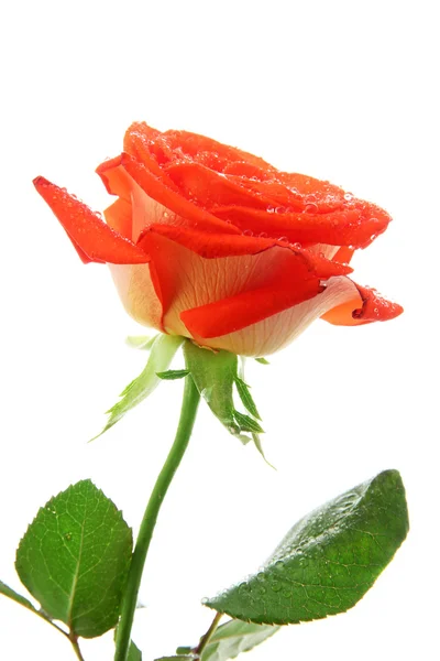 Rose orange isolée sur blanc — Photo
