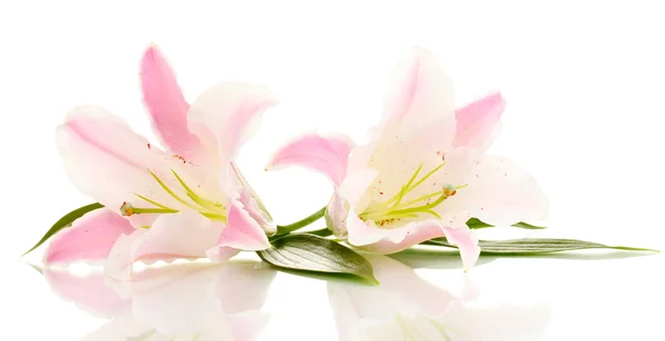 Hermosas flores de lirio aisladas en blanco —  Fotos de Stock