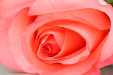 güzel pembe Gül yakın çekim