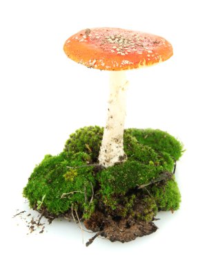 Kırmızı amanita üzerinde beyaz izole moss ile