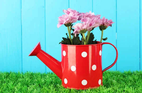 Kleurrijke chrysanten in rode gieter met witte polka dot op blauwe hek achtergrond — Stockfoto