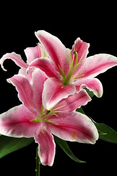 Beautiful pink lily, on black background — Stock Photo, Image