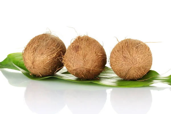 Kokosové ořechy na zelený list na bílém pozadí — Stock fotografie