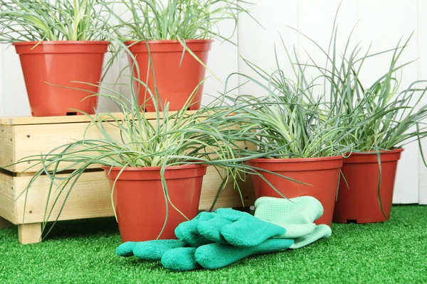 Macetas con plántulas sobre hierba verde sobre fondo de madera —  Fotos de Stock