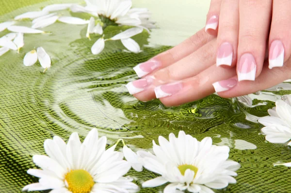 Mãos de mulher com manicure francês e flores em tigela verde com água — Fotografia de Stock