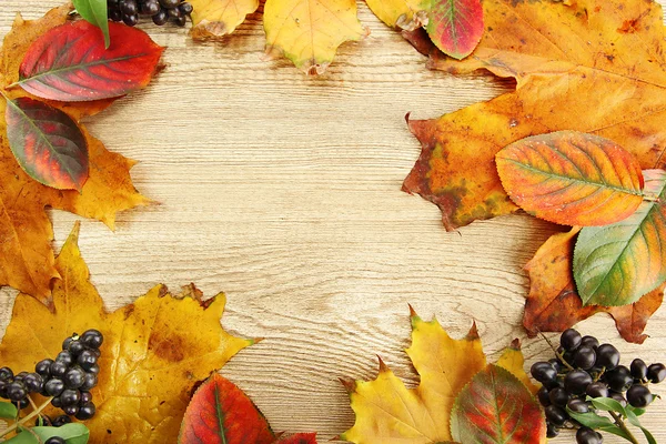 Helle Herbstblätter und Waldbeeren, auf Holzgrund — Stockfoto