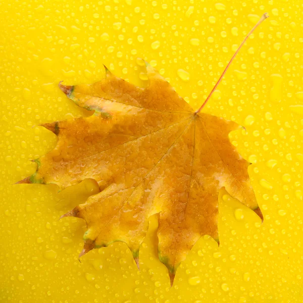 Hoja de otoño brillante, sobre fondo amarillo — Foto de Stock