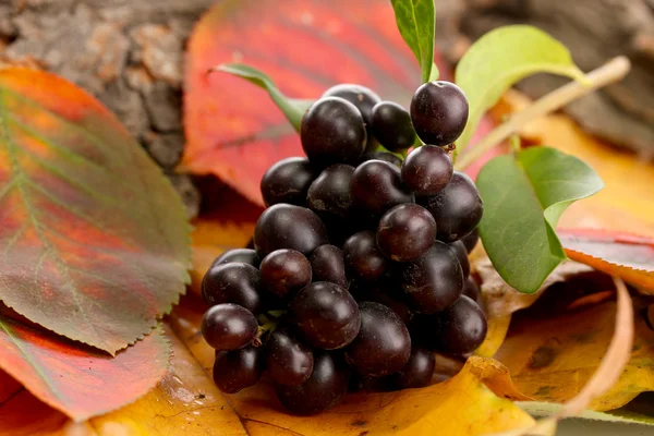 Bright autumn leaves and wild berries, close up — Stock Photo, Image