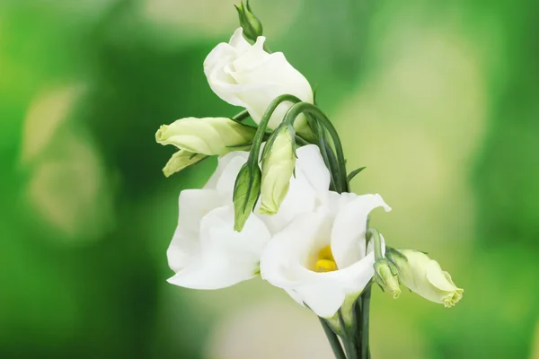 Beautiful spring flowers on green background — Stock Photo, Image