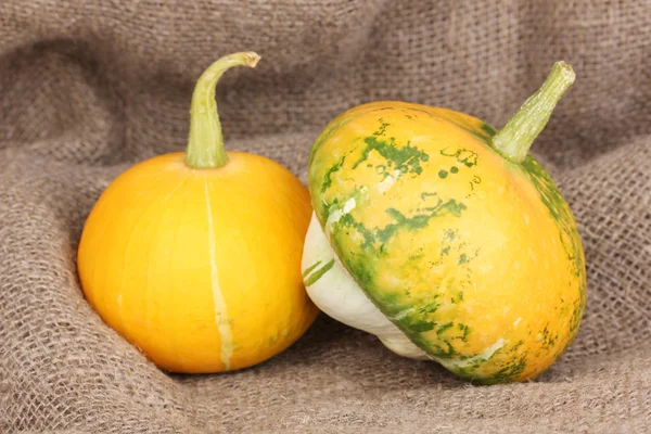 Two pumpkins on sackcloth close-up — Stock Photo, Image