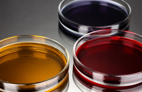 Líquido de color en placas de Petri sobre fondo gris —  Fotos de Stock
