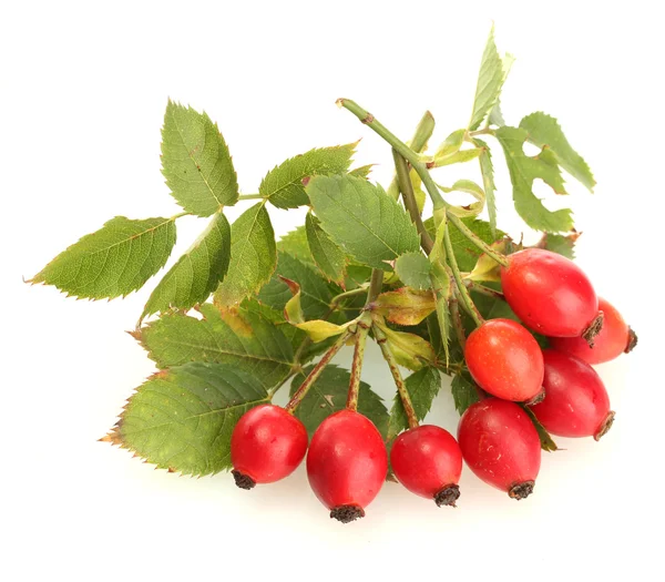 Mogen hip rosor på gren med blad, isolerad på vit — Stockfoto