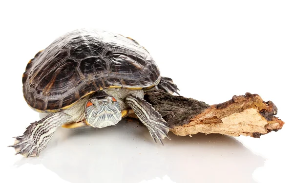 Tortue oreille rouge isolée sur blanc — Photo